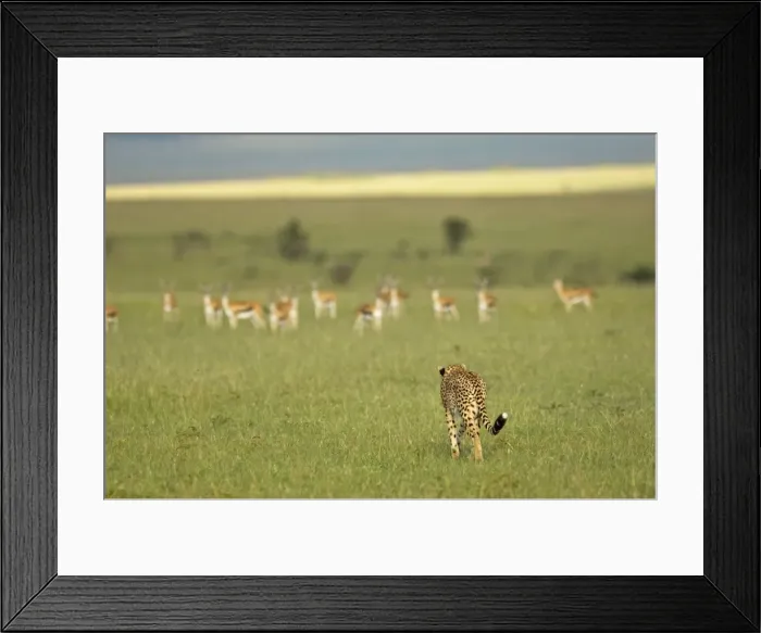Framed Print : Kenya, Masai Mara. A female cheetah stalks a herd of Thomsons gazelle on the savannah Framed Print : Kenya, Masai Mara. A female cheetah stalks a herd of Thomsons gazelle on the savannah