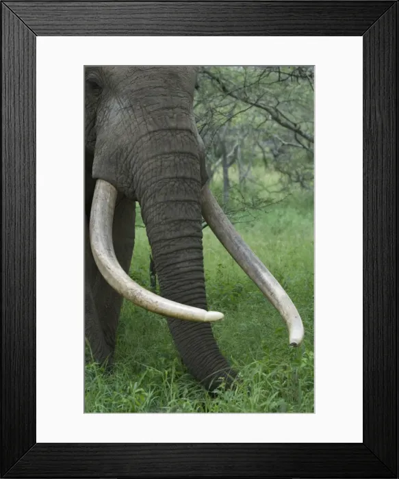 Framed Print : Kenya, Chyulu Hills, Ol Donyo Wuas. A bull elephant with massive tusks browses in the bush Framed Print : Kenya, Chyulu Hills, Ol Donyo Wuas. A bull elephant with massive tusks browses in the bush