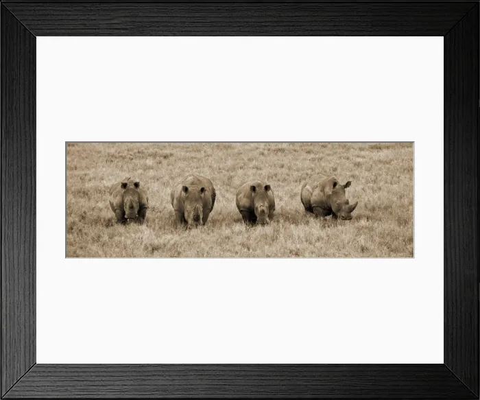 Framed Print : Kenya, Laikipia, Lewa Downs. A group of white rhinoceros feed together Framed Print : Kenya, Laikipia, Lewa Downs. A group of white rhinoceros feed together