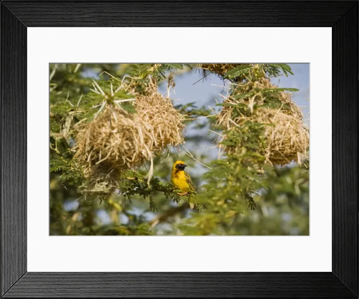 Framed Print : Kenya, Laikipia, Lewa Downs. Spekes weaver perched beside a colony of nests Framed Print : Kenya, Laikipia, Lewa Downs. Spekes weaver perched beside a colony of nests