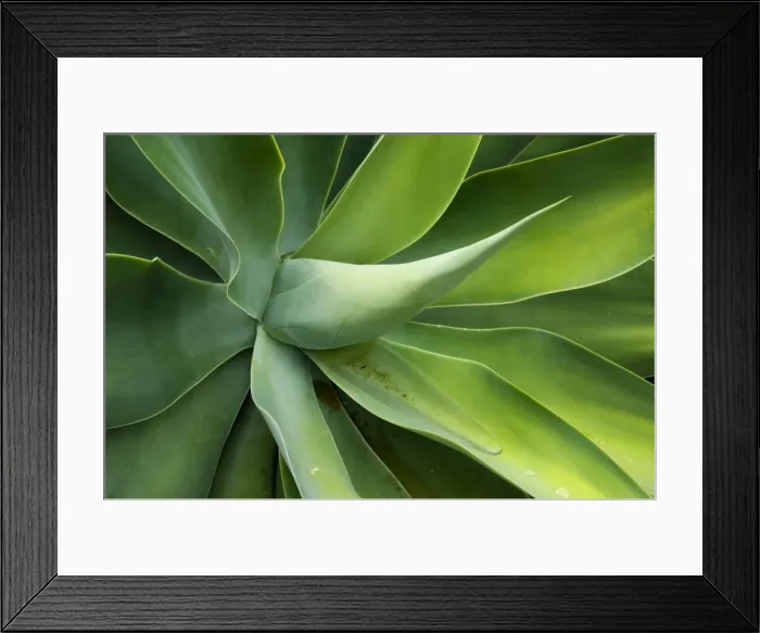 Framed Print : Kenya, Laikipia, Lewa Downs. Green succulent plant in the garden at Wilderness Trails safari lodge Framed Print : Kenya, Laikipia, Lewa Downs. Green succulent plant in the garden at Wilderness Trails safari lodge