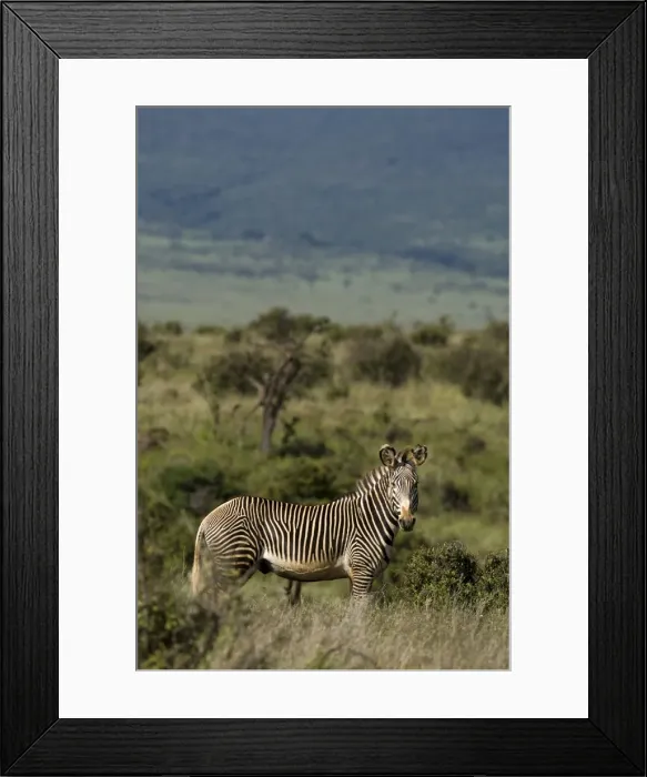Framed Print : Kenya, Laikipia, Lewa Downs. A rare Grevys zebra shows off its tight stripes Framed Print : Kenya, Laikipia, Lewa Downs. A rare Grevys zebra shows off its tight stripes