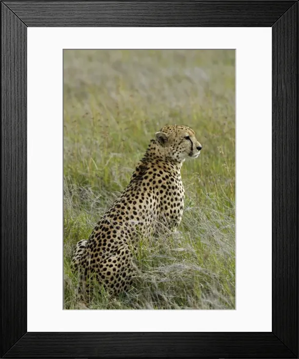 Framed Print : Kenya, Laikipia, Lewa Downs. Male cheetah Framed Print : Kenya, Laikipia, Lewa Downs. Male cheetah
