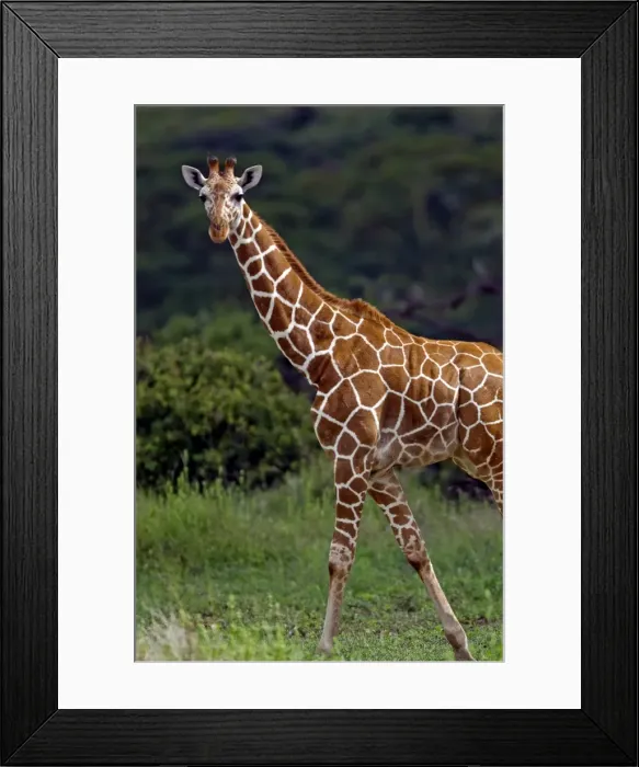 Framed Print : Kenya, Laikipia, Lewa Downs. Reticulated giraffe recognisable from its pronounced polygonal markings Framed Print : Kenya, Laikipia, Lewa Downs. Reticulated giraffe recognisable from its pronounced polygonal markings