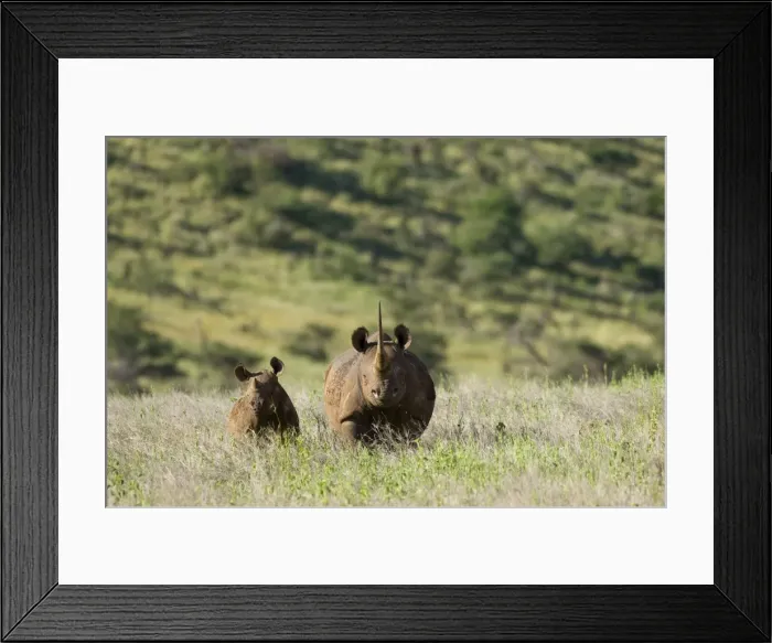 Framed Print : Kenya, Laikipia, Lewa Downs. A mother and calf Black rhinoceros Framed Print : Kenya, Laikipia, Lewa Downs. A mother and calf Black rhinoceros