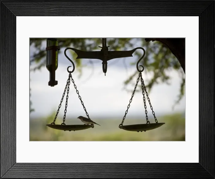 Framed Print : Kenya, Laikipia, Ol Malo. A small bird feeds on a bird table created from an old set of scales at Ol Framed Print : Kenya, Laikipia, Ol Malo. A small bird feeds on a bird table created from an old set of scales at Ol