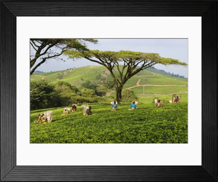 Framed Print : Malawi, Thyolo, Satemwa Tea Estate. Workers plucking tea Framed Print : Malawi, Thyolo, Satemwa Tea Estate. Workers plucking tea
