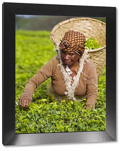 Malawi, Thyolo, Satemwa Tea Estate. A female tea picker out plucking tea