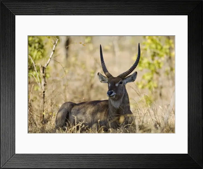 Framed Print : Malawi, Majete Wildlife Reserve. Male waterbuck in the brachystegia woodland Framed Print : Malawi, Majete Wildlife Reserve. Male waterbuck in the brachystegia woodland