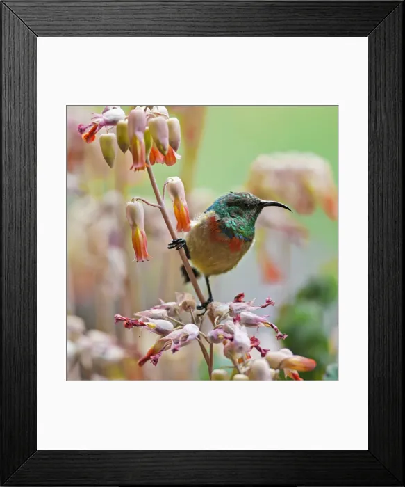 Framed Print : An Eastern Double-collared Sunbird Framed Print : An Eastern Double-collared Sunbird