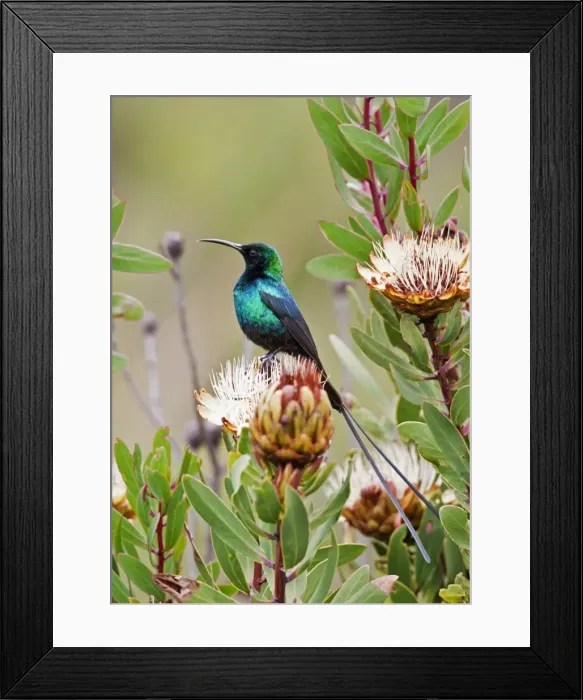 Framed Print : A Malachite Sunbird on a protea flower at 9, 750 feet on the moorlands of Mount Kenya Framed Print : A Malachite Sunbird on a protea flower at 9, 750 feet on the moorlands of Mount Kenya