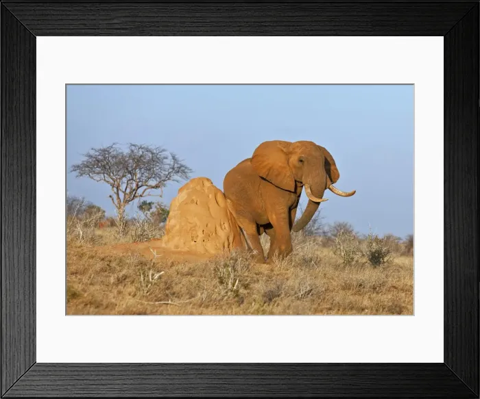 Framed Print : A fine African bull elephant rubs itself on a termite mound in Tsavo East National Park Framed Print : A fine African bull elephant rubs itself on a termite mound in Tsavo East National Park