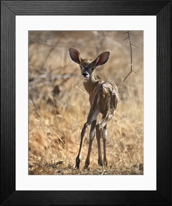 Framed Print : A baby Lesser Kudu in Tsavo East National Park Framed Print : A baby Lesser Kudu in Tsavo East National Park