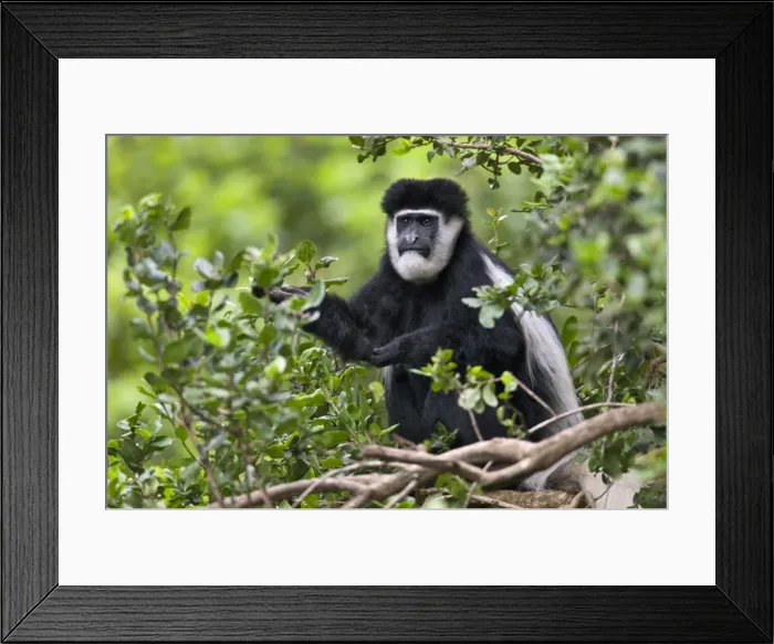 Framed Print : A Guereza Colobus monkey in the Aberdare Mountains of Central Kenya