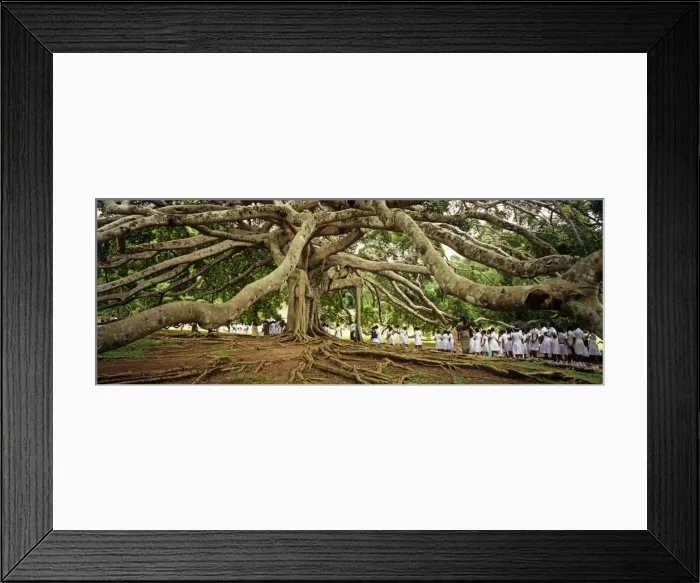 Framed Print : Sri Lanka, Kandy, Peradeniya Botanic Gardens. School girls pass by a bodhi
