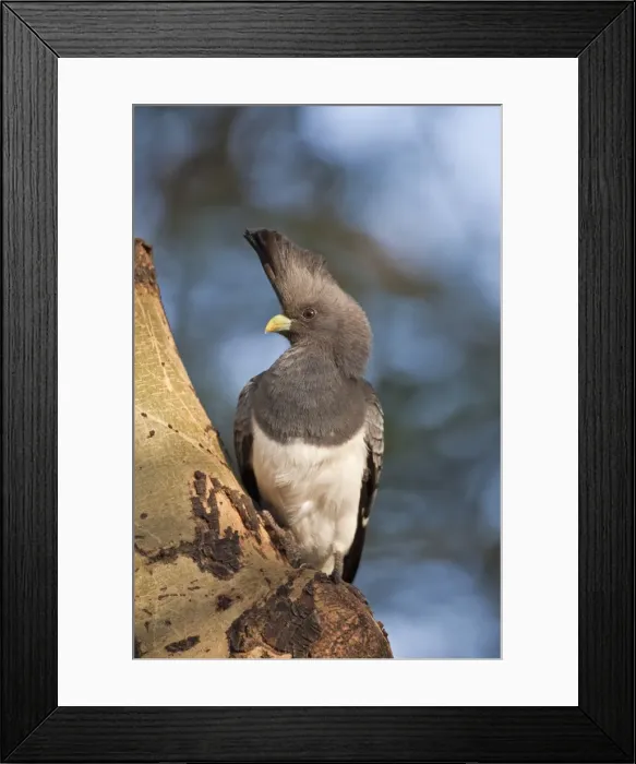 Framed Print : A White-bellied Go-away-bird Framed Print : A White-bellied Go-away-bird