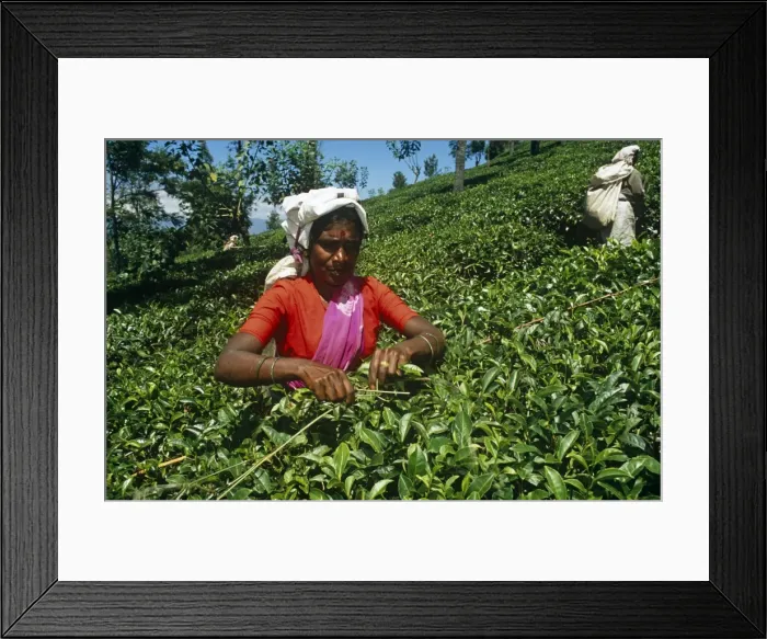 Framed Print : Sri Lanka, Central Highlands. A Tamil tea plucker skilfully plucks leaves using her stick to ensure an even table across Framed Print : Sri Lanka, Central Highlands. A Tamil tea plucker skilfully plucks leaves using her stick to ensure an even table across