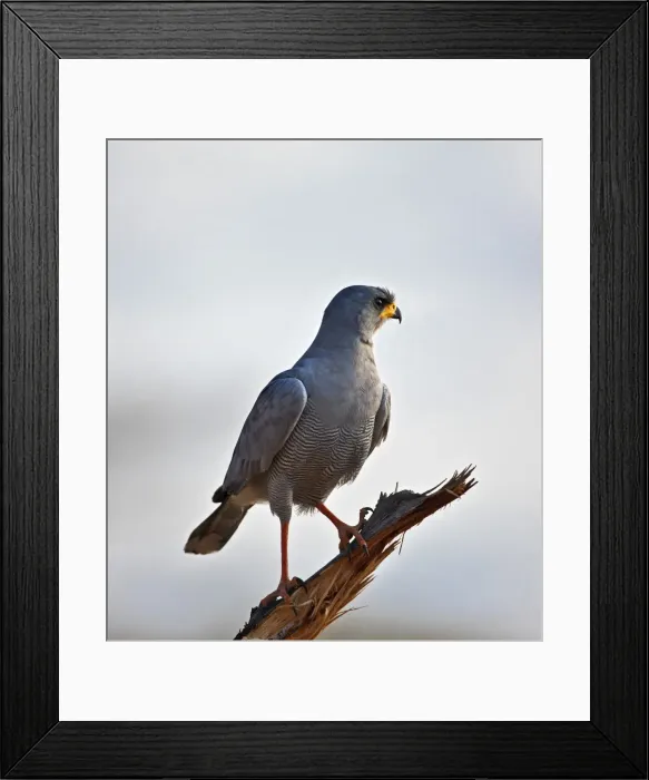 Framed Print : An Eastern Chanting-Goshawk Framed Print : An Eastern Chanting-Goshawk