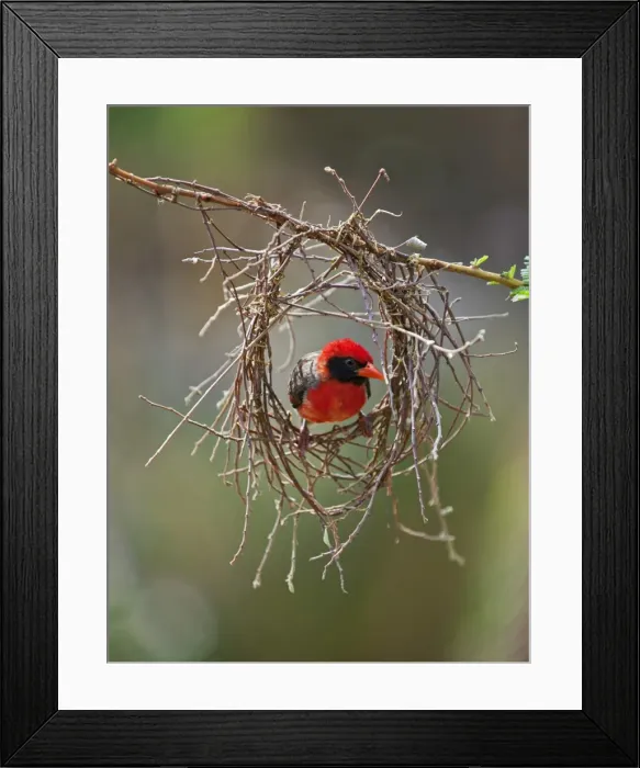 Framed Print : A red-headed Weaver building its nest Framed Print : A red-headed Weaver building its nest
