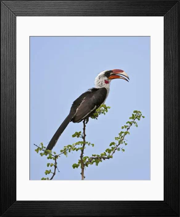 Framed Print : A Von der Deckens Hornbill Framed Print : A Von der Deckens Hornbill