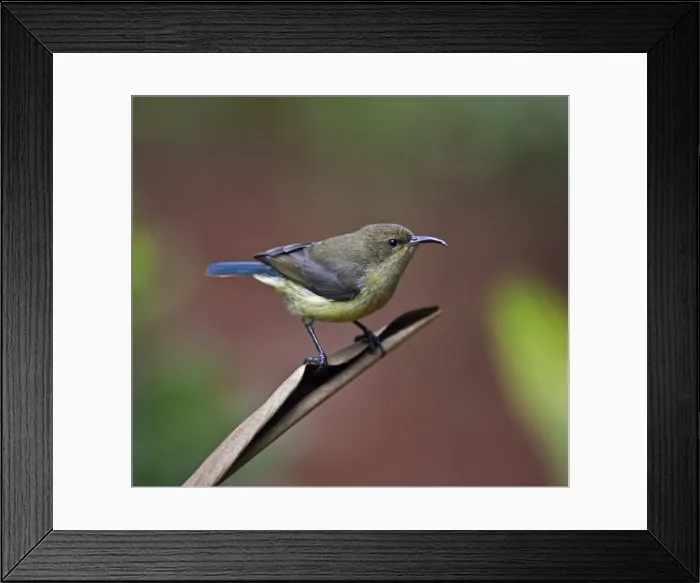 Framed Print : A female Amethyst Sunbird Framed Print : A female Amethyst Sunbird