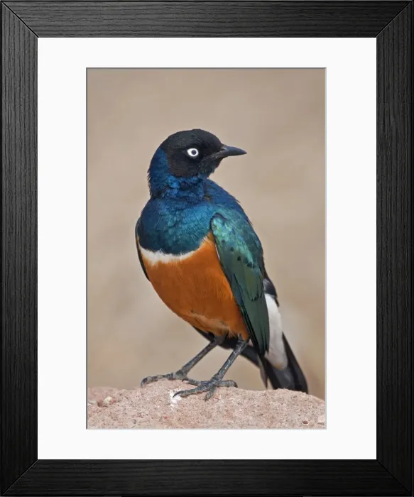 Framed Print : A Superb Starling in Tsavo East National Park Framed Print : A Superb Starling in Tsavo East National Park