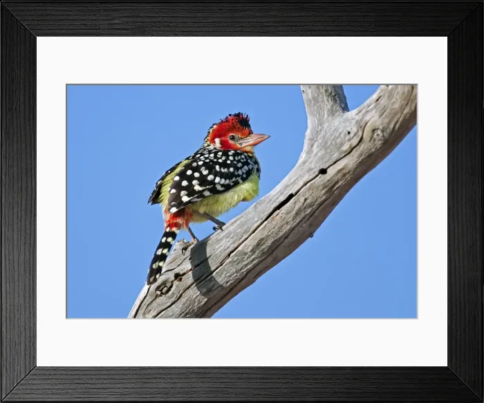 Framed Print : A Red-and-Yellow Barbet in Tsavo East National Park