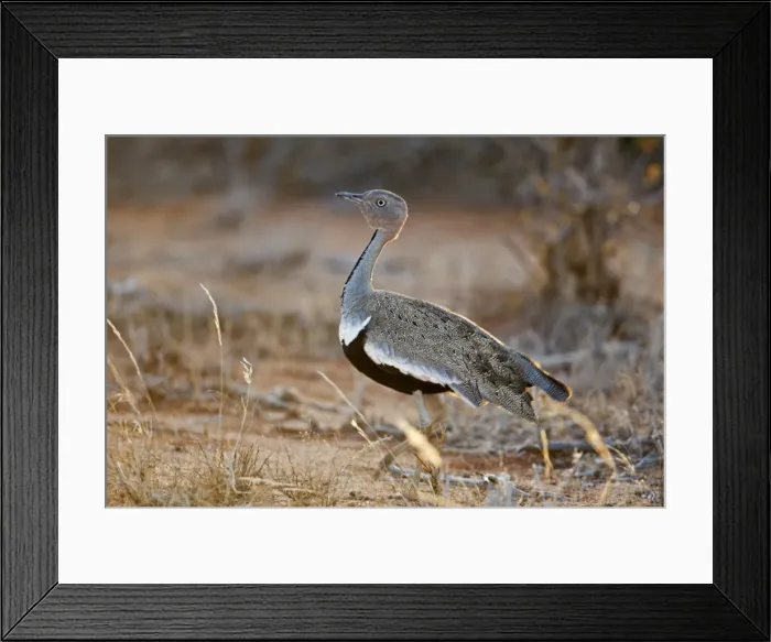 Framed Print : A Buff-crested Bustard in Tsavo East National Park Framed Print : A Buff-crested Bustard in Tsavo East National Park