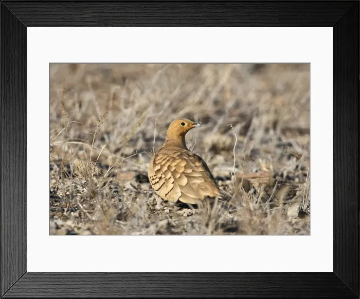Framed Print : A Chesnut-bellied Sandgrouse in Tsavo East National Park Framed Print : A Chesnut-bellied Sandgrouse in Tsavo East National Park