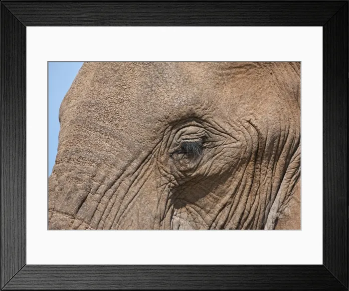 Framed Print : Close-up of an African elephants eyelashes and hide in Samburu Game Reserve Framed Print : Close-up of an African elephants eyelashes and hide in Samburu Game Reserve
