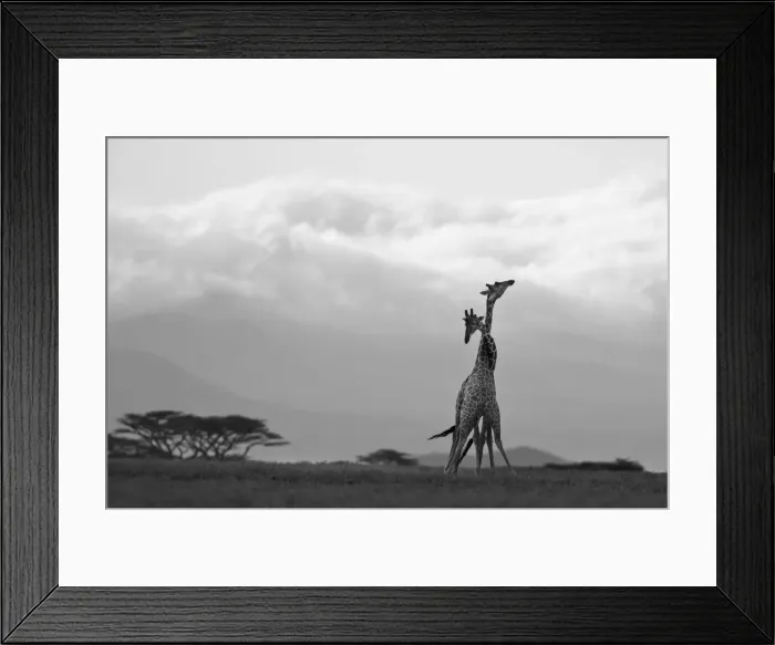 Framed Print : Two Reticulated giraffes necking in the early morning Framed Print : Two Reticulated giraffes necking in the early morning