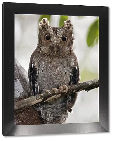 The tiny Sokoke Scops Owl in the Arabuko-Sokoke Forest near Malindi. Discovered in 1965