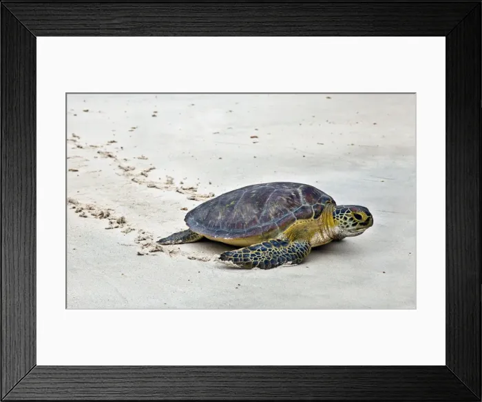 Framed Print : A Green Sea Turtle crossing Watamu Beach. This white sandy beach is an important breeding ground for three species of turtles living in Framed Print : A Green Sea Turtle crossing Watamu Beach. This white sandy beach is an important breeding ground for three species of turtles living in