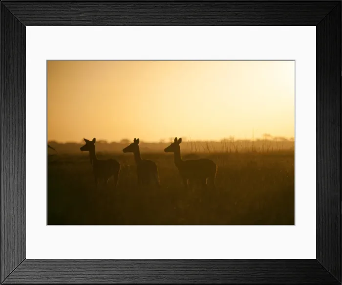 Framed Print : Tanzania, Serengeti. A small herd of impala alert in the early morning mist Framed Print : Tanzania, Serengeti. A small herd of impala alert in the early morning mist