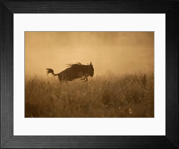 Framed Print : Tanzania, Serengeti. A Gnu leaps through the grass Framed Print : Tanzania, Serengeti. A Gnu leaps through the grass
