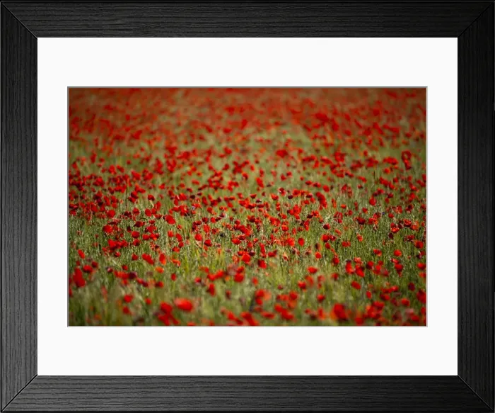 Framed Print : Italy, Umbria, Norcia. Poppies growing in barley fields near Norcia Framed Print : Italy, Umbria, Norcia. Poppies growing in barley fields near Norcia