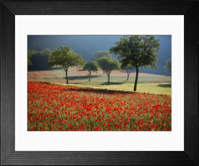 Framed Print : Italy, Umbria, Norcia. Walnut trees in fields of poppies near Norcia, bathed in evening light