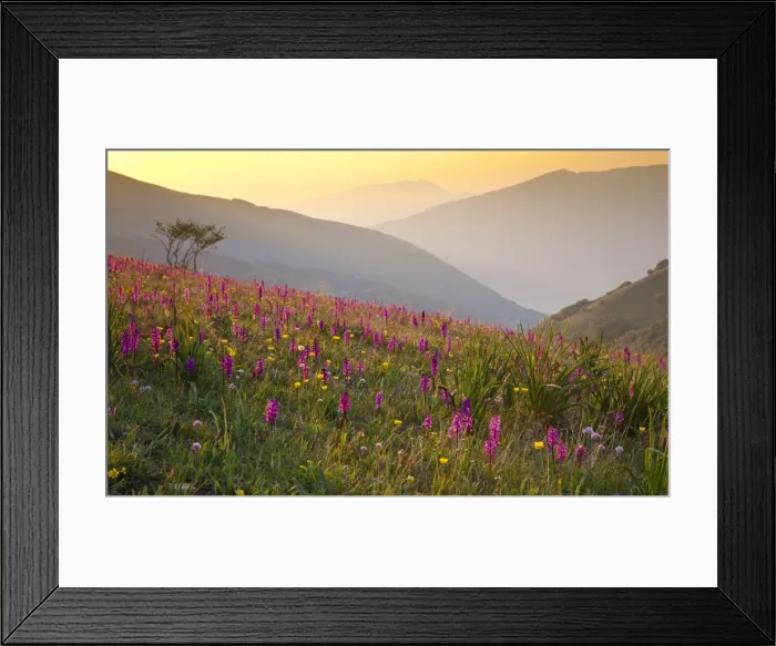 Framed Print : Italy, Umbria, Forca Canapine. Pink orchids growing at the Forca Canapine