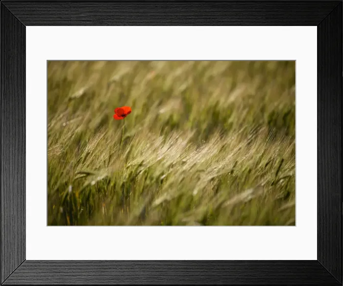 Framed Print : Italy, Umbria, Norcia. A single poppy in a field of barley near Norcia Framed Print : Italy, Umbria, Norcia. A single poppy in a field of barley near Norcia