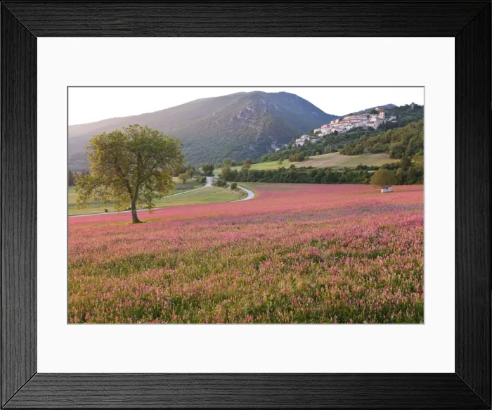Framed Print : Italy, Umbria, Campi. A field of sainfoin outside the small and ancient village of Campi Framed Print : Italy, Umbria, Campi. A field of sainfoin outside the small and ancient village of Campi