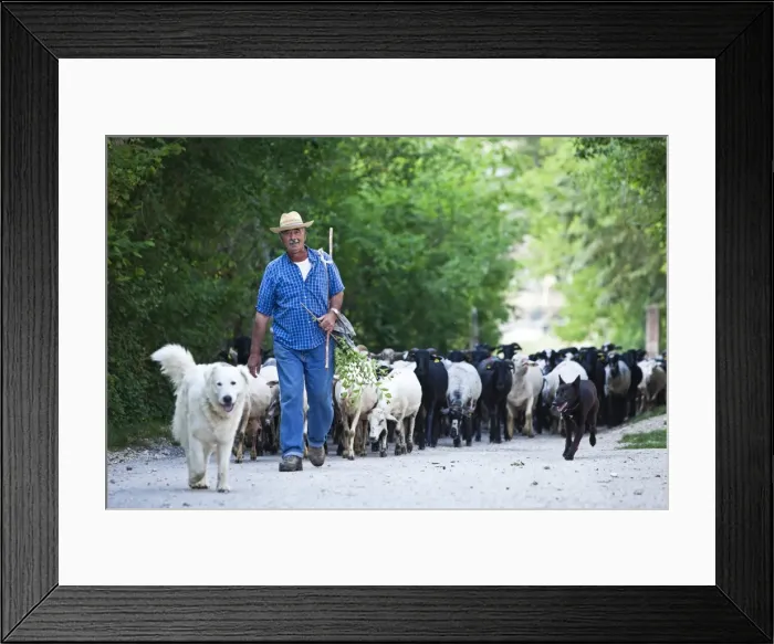Framed Print : Italy, Umbria, Campi. A shepherd bringing his flock down from the hills Framed Print : Italy, Umbria, Campi. A shepherd bringing his flock down from the hills