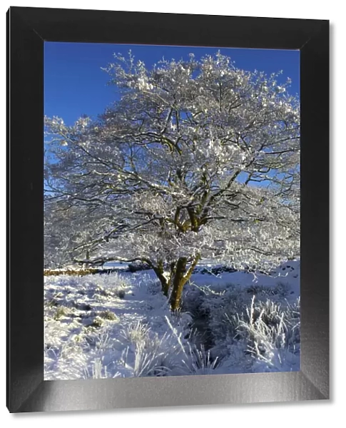 Wales, Snowdonia. A tree covered in hoar frost on a cold winters day