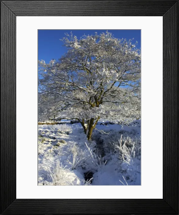 Framed Print : Wales, Snowdonia. A tree covered in hoar frost on a cold winters day Framed Print : Wales, Snowdonia. A tree covered in hoar frost on a cold winters day