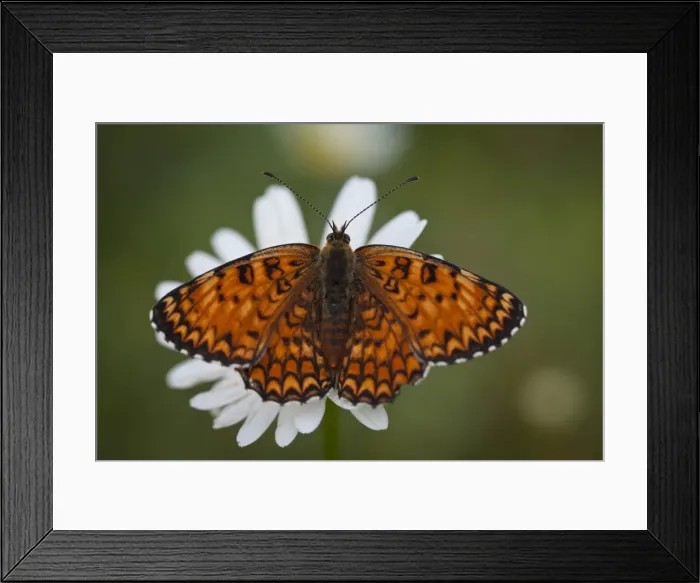 Framed Print : Italy, Umbria, Norcia. Orange butterfly on a daisy Framed Print : Italy, Umbria, Norcia. Orange butterfly on a daisy