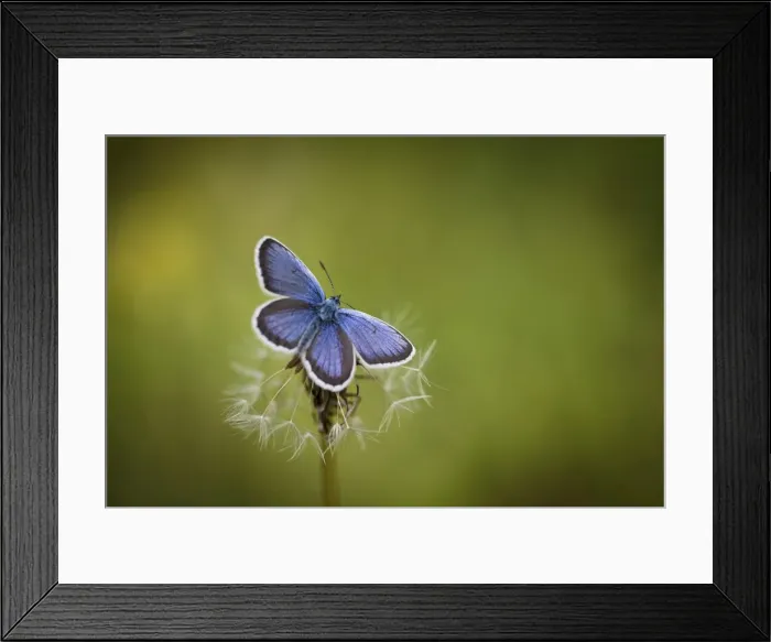 Framed Print : Italy, Umbria, Norcia. Purple butterfly on a dandelion Framed Print : Italy, Umbria, Norcia. Purple butterfly on a dandelion