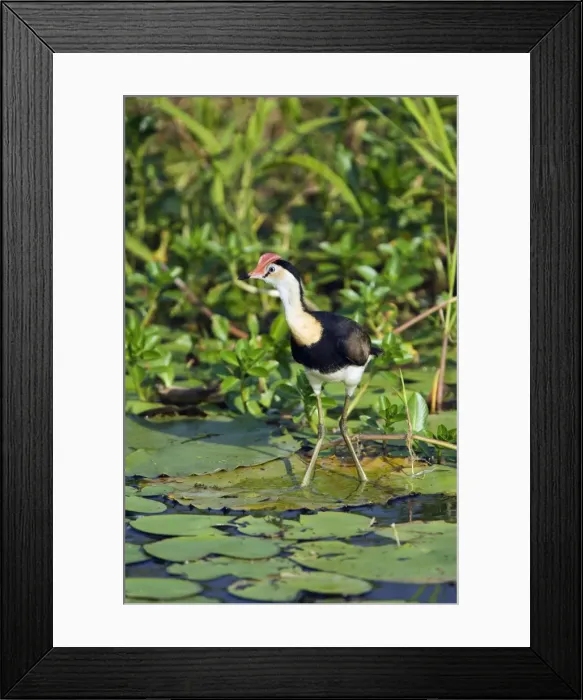 Framed Print : Australia, Northern Territory, Kakadu National Park, Cooinda. Comb-crested Jacana Framed Print : Australia, Northern Territory, Kakadu National Park, Cooinda. Comb-crested Jacana
