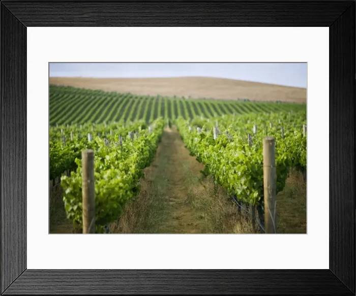 Framed Print : Australia, Tasmania, Pipers River. Vineyard in the renowned Pipers River wine region