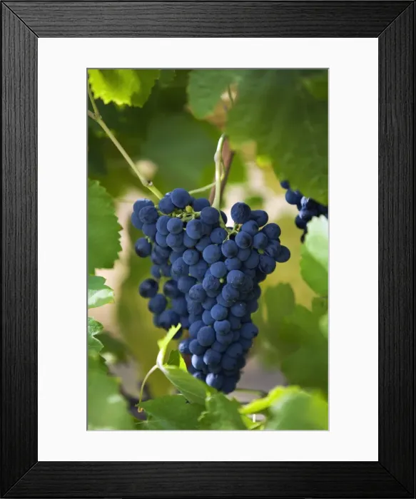 Framed Print : Australia, Western Australia, Swan Valley, Guildford. Shiraz grapes in Swan Valley vineyard Framed Print : Australia, Western Australia, Swan Valley, Guildford. Shiraz grapes in Swan Valley vineyard