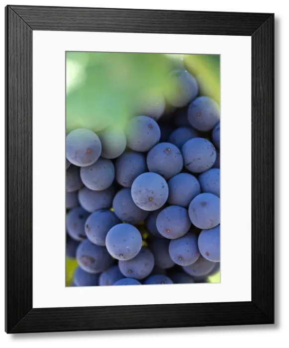 Framed Print : Australia, Western Australia, Margaret River, Wilyabrup. Cabernet Sauvignon grapes on the vine Framed Print : Australia, Western Australia, Margaret River, Wilyabrup. Cabernet Sauvignon grapes on the vine