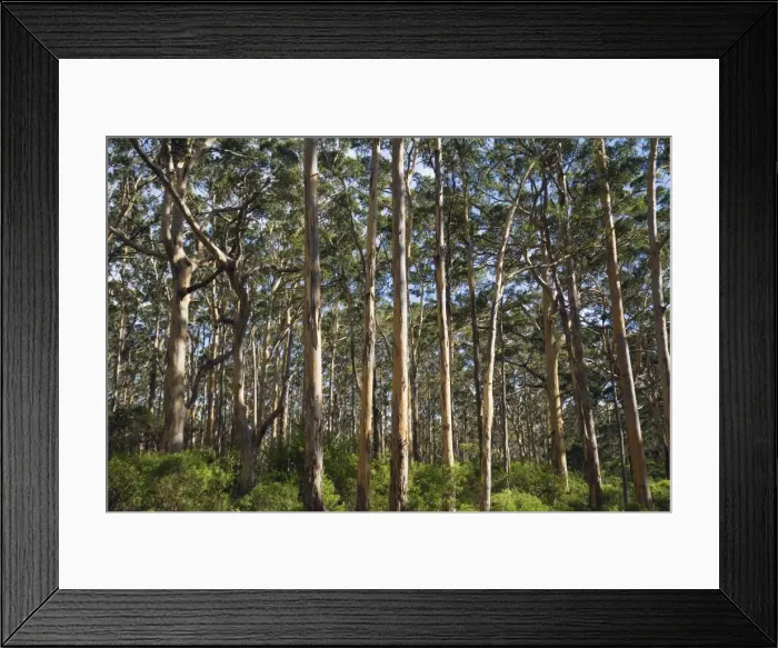 Framed Print : Australia, Western Australia, Leeuwin-Naturaliste National Park, Boranup Framed Print : Australia, Western Australia, Leeuwin-Naturaliste National Park, Boranup